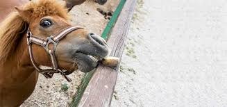 Le corps voluptueux, symbole de beauté dans l'histoire la beauté grecque : Bouchon Oesophagien Chez Le Cheval Symptomes Causes Et Traitement