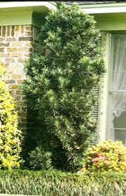 Pin By Waterloo Landscape And Design On Plants Japanese Yews Plants Backyard Projects