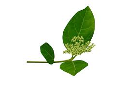 Image result for Premna serratifolia