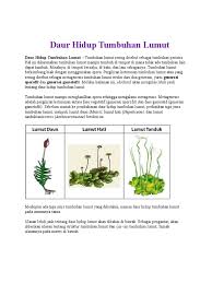 Sporofit hidupnya menumpang pada gametofit. Daur Hidup Tumbuhan Lumut