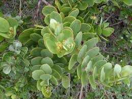 Image result for Osyris compressa