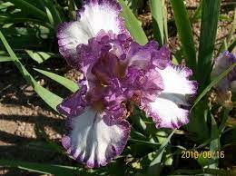 Tbrumbleseat Tbpthrut Twiki Purple Flowers Iris Flowers