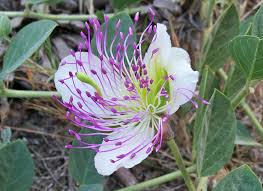 Image result for Capparis brassii