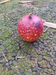 Image result for Ficus variifolia