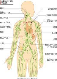 リンパ節とリンパの働き gooヘルスケア リンパ節 リンパ 体 ツボ