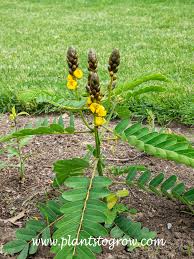 Image result for Senna didymobotrya