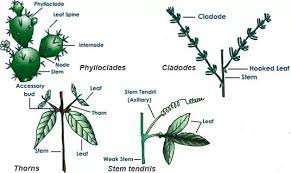 Stem modifies itself according to their adaptation. Shoot System Aerial Stem Modification And Functions Of Stem Primary And Secondary Functions Flexiprep