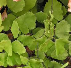 Image result for Adiantum capillus-veneris