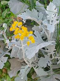 Image result for Cineraria