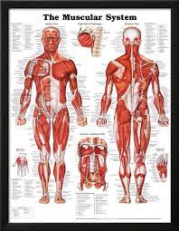Bones, joints and muscles, senses, cells, heart, blood and circulation, digestive system and nutrition, the brain and nervous system, the skin, hair and nails, the immune system and germs, the respiratory system, the excretory system, reproduction. The Muscular System Anatomical Chart Poster Print Posters Allposters Com Human Muscular System Muscular System Anatomy Muscular System