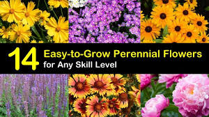 We did not find results for: 14 Easy To Grow Perennial Flowers For Any Skill Level