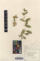 Image result for Cerastium indicum