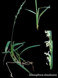 Image result for Stenotaphrum dimidiatum