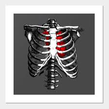 Printsmo, rib cage, brain and heart with succulents, 3 piece set, vintage dictionary art print, anatomy art with botanicals, anatomical wall art for home decor and office, 8x10 inches, unframed: Ribcage Skeleton Red Heart Anatomy Skeleton Rib Cage Affiche Et Impression D Art Teepublic Fr