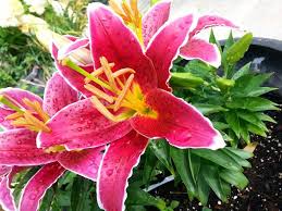 Drawft Oriental Lily Sunny Grenada Flower Farm Flowers Farm