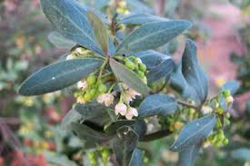 Image result for Euclea undulata