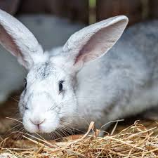 What Do Rabbits Eat Find Out What You Should Be Feeding Your Rabbit