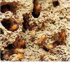 Dodge city pest control is a highly rated and affordable extermination company in western kansas. General Pest Control Termite Exterminators In Dodge City Kansas