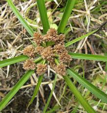 Image result for Cyperus mollipes