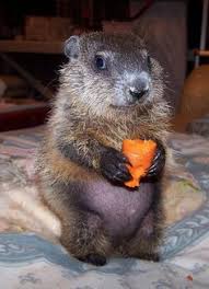 Maybe you would like to learn more about one of these? 13 Murmeltiere Ideen Murmeltier Tiere Ausgestopftes Tier
