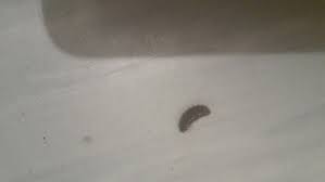 Braun Weisse Raupe In Der Wohnung Was Ist Das Fur Ein Tier Tiere Insekten Schadlinge