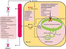 Salbutamol, through its effects of relaxing airway smooth muscle and increasing airflow, provides rapid relief of acute asthma symptoms. Lessons Of The Month 1 Salbutamol Induced Lactic Acidosis Clinically Recognised But Often Forgotten Rcp Journals