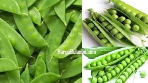 Harga selada per kg terbaru juni 2021.informasi terkini harga selada kriting hidroponik per kilo di pasaran saat ini dan dijual dengan harga berapa selada merah dan hijau di giant, carrefour, indomaret, hypermart, alfamaret dan superindo.pada kesempatan sebelumnya nyonyor.com menuliskan postingan mengenai harga kemiri per kilo hari ini di pasaran. Harga Kacang Kapri Terbaru Juni 2021 Hargabulanini Com