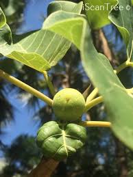 Image result for Ficus abutilifolia