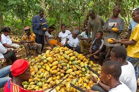 Campagne intermédiaire 2022-2023 de Cacao : le prix bord champ reconduit à  900 FCFA le kilogramme