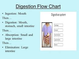 Disclosed Flow Chart Of Digestive Tract Flow Chart About