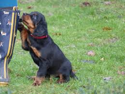 Ist diese hunderasse für sie geeignet? Gordon Setter Welpen Gorden Setter Hunde Welpen Zucht