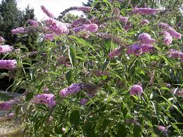 Image result for Buddleja asiatica