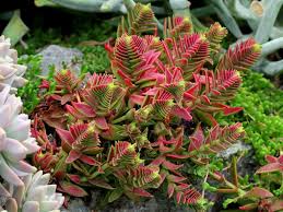 Crassula Capitella Subsp Thyrsiflora Red Pagoda World Of Succulents Succulents Planting Succulents Plants