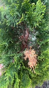 Image result for thuja drying out dead dried symptoms)