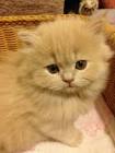 Persian Kittens For Sale by Reputable Breeders | Pets4You
