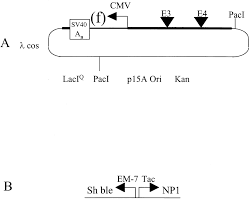 Lambda phage a temperate bacteriophage that infects cells of the bacterium escherichia coli, where lambda phage has been intensively studied as a model of viral infection and replication and is much. Rapid Construction Of Adenoviral Vectors By Lambda Phage Genetics Journal Of Virology