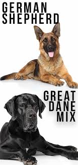 These large dogs owe their lineage to two unique breeds, one known for its gentle and protective nature, and the other famed for its excellent working skills and alert disposition. Great Dane German Shepherd Mix Is This The Right Dog For You