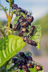How To Get Rid Of Japanese Beetles Gardener S Path Japanese Beetles Japanese Beetle Control Japanese Beetles Repellant