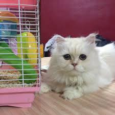 There are 2 types, white and red. Jual Beli Kucing Kelantan Home Facebook