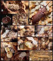 Ameritech termite & pest control is a locally owned business serving dallas fort worth metropolex, that focuses on pest control solutions allowing total removal of all of your bugs, ants, spiders etc. Nematode Free Agricultural System Of A Fungus Growing Termite Scientific Reports