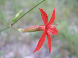 Image result for Silene