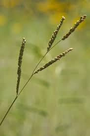 Image result for Paspalum plicatulum