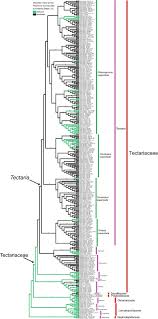 Image result for Tectaria fernandensis