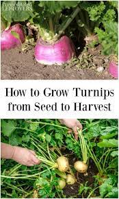 These Tips On How To Grow Turnips Include How To Plant Turnip Seeds How To Care For Tu Container Gardening Vegetables Organic Vegetable Garden Growing Turnips