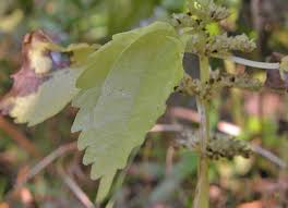 Image result for Pilea johnstonii