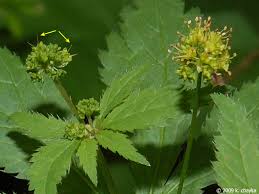 Image result for Sanicula