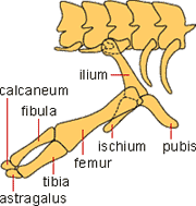 Homologies Developmental Biology