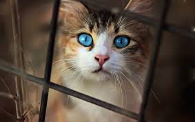 Pet adoption events are the perfect way to find your new furry friend! Southern Utah Adoptable Pets Guide The Independent News Events Opinion More