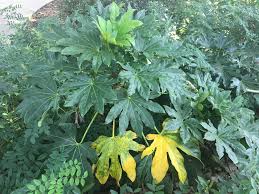 Primary macronutrients macronutrients are essential for plant growth and a good overall state of the plant. Plant Csi Nutrient Deficiency