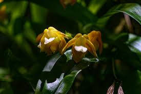 Image result for Polystachya campyloglossa